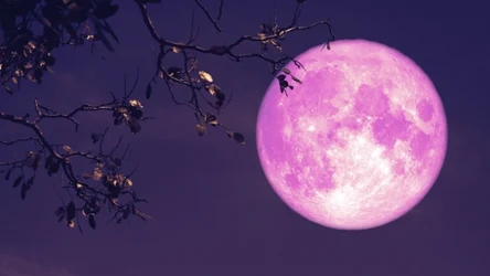 Którym znakom zodiaku sprzyja Truskawkowa Pełnia? 
