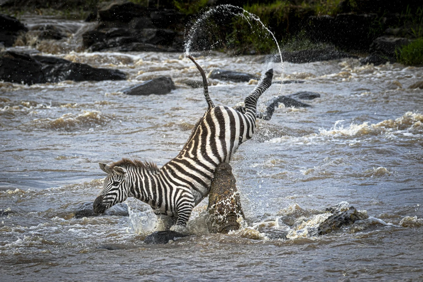 Zebra, która uciekła swojemu opiekunowi 31 maja stała się ulubienicą użytkowników mediów społecznościowych Zebra, która uciekła swojemu opiekunowi 31 maja stała się ulubienicą użytkowników mediów społecznościowych