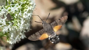 Motyl, który wygląda jak egzotyczny ptaszek. Właśnie pojawił się w Polsce