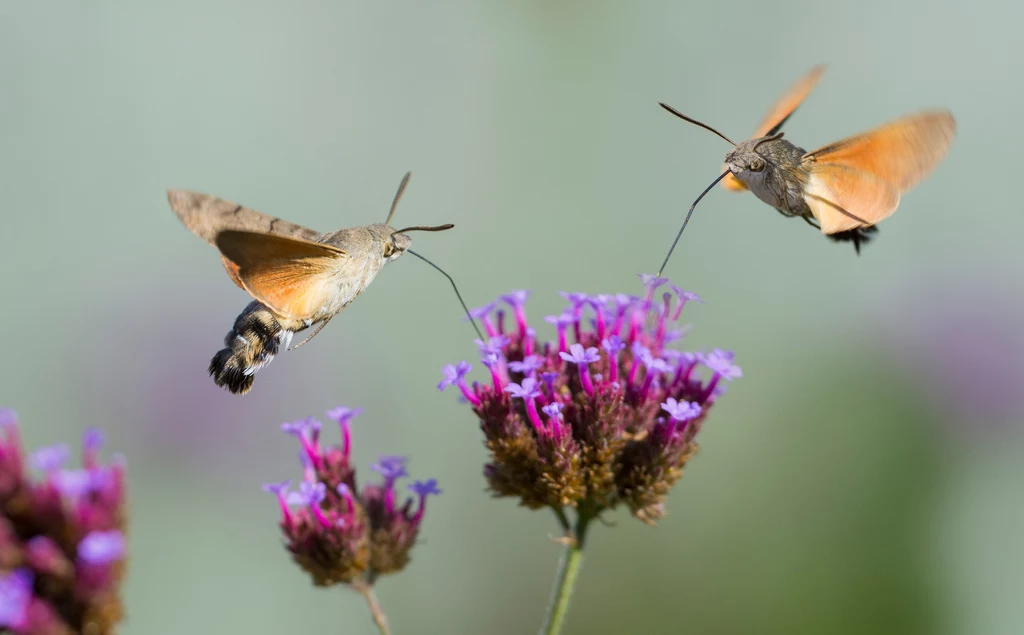 Dwa brązowo-pomarańczowe motyle o długich trąbkach unoszą się nad fioletowymi kwiatami, spijając z nich nektar na rozmytym, zielonym tle.