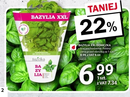 Bazylia
