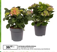 Hortensja