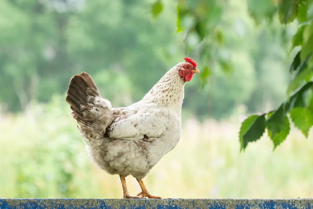 Gatunek Polbar to polska odmiana, która jest łatwa w oswojeniu i ufna Biała kura z brązowymi plamami stoi na niskim murku, w tle widoczne rozmyte zielone drzewa i liście.
