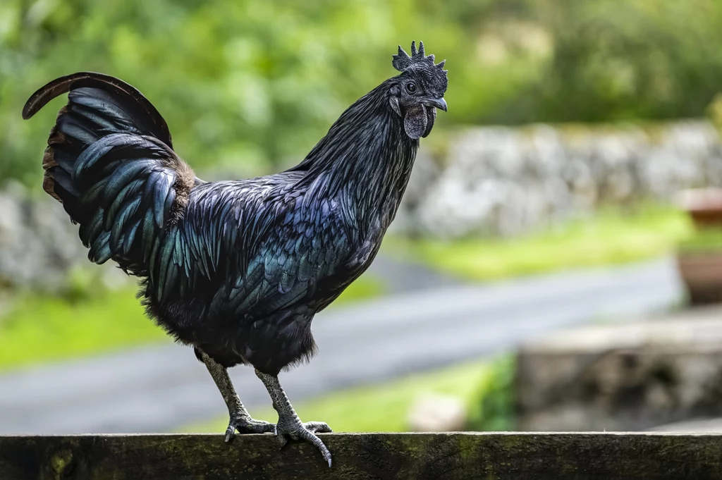 Ayam Cemani to odmiana z Indonezji. Ceniona jest przede wszystkim przez zaawansowanych hodowców Czarny kogut stojący na drewnianym ogrodzeniu z rozłożonym ogonem, w tle rozmazana zieleń ogrodu i niewyraźna droga.