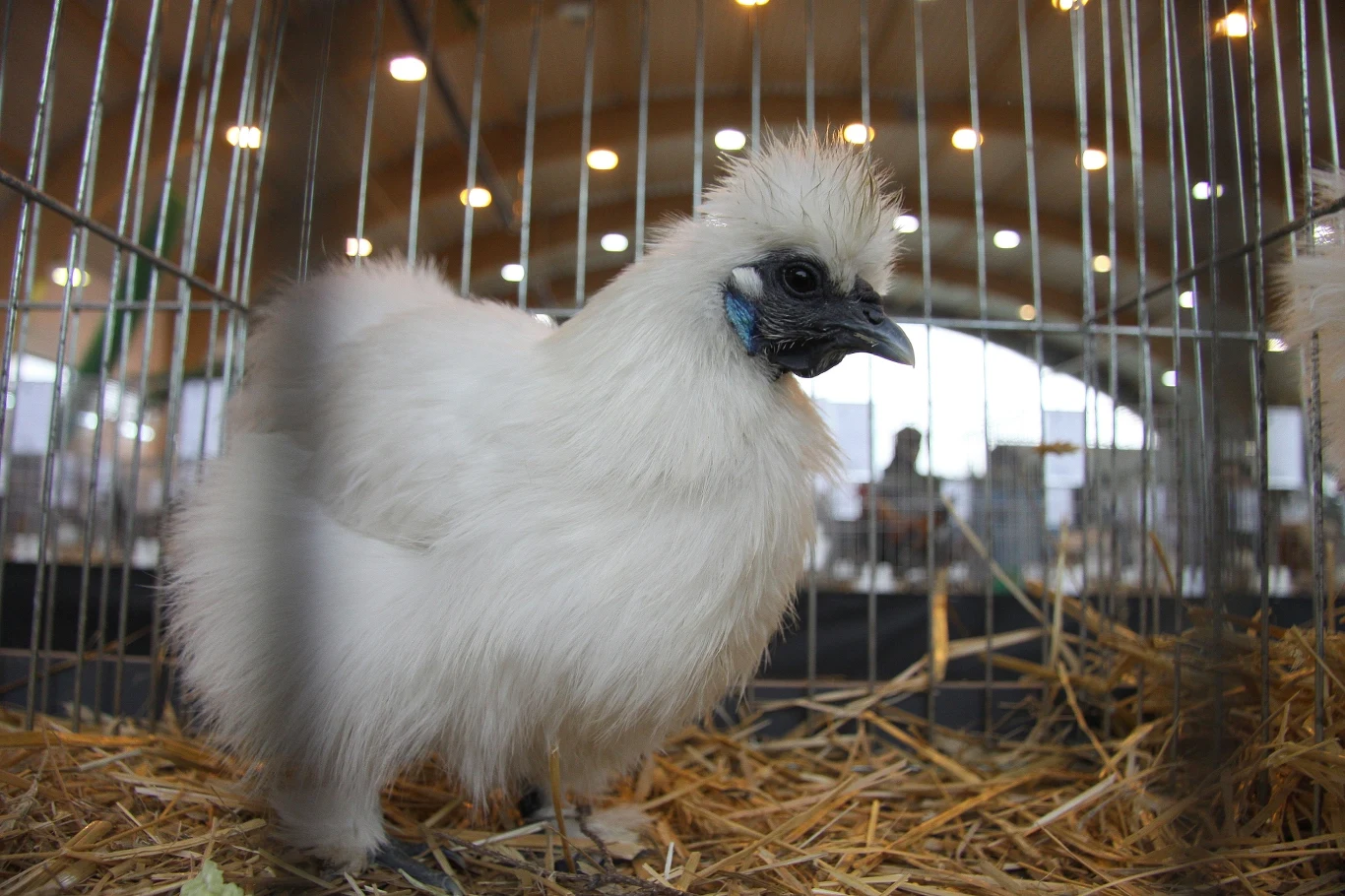 Kura jedwabista wywodzi się z Chin i zachwyca swoim puszystym upierzeniem. Jest przyjazna i niepłochliwa Biała kura o puszystym upierzeniu przebywająca w klatce wystawowej, otoczona słomą, w tle widoczne światła i rozmazane sylwetki osób.