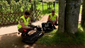 Co w drzewach piszczy? Polacy zaglądają do wnętrza pni