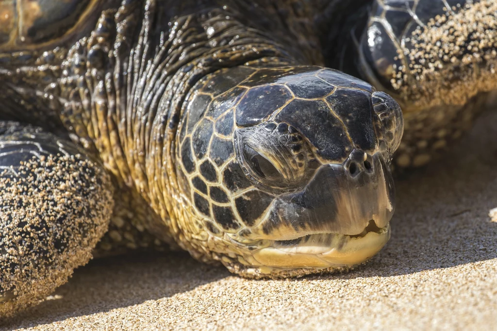 Głowa żółwia morskiego z wyraźnie widoczną łuskowatą strukturą skóry oraz drobnym piaskiem przyklejonym do skóry, tło stanowi piaszczysta plaża.