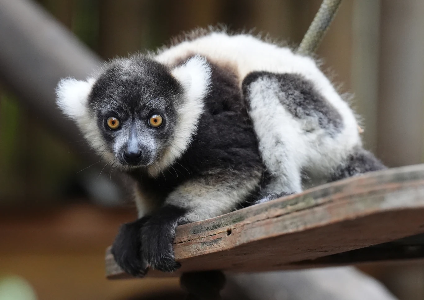 Wari to najwięksi przedstawiciele rodziny lemurowatych Czarno-biały lemur siedzący na drewnianej platformie, patrzący prosto w obiektyw z dużymi, żółtymi oczami, z wyraźnie widocznymi puszystymi uszami i kontrastującym ubarwieniem futra.