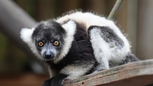 Nowy mieszkaniec zoo kradnie show. Gdy urośnie, będzie olbrzymem