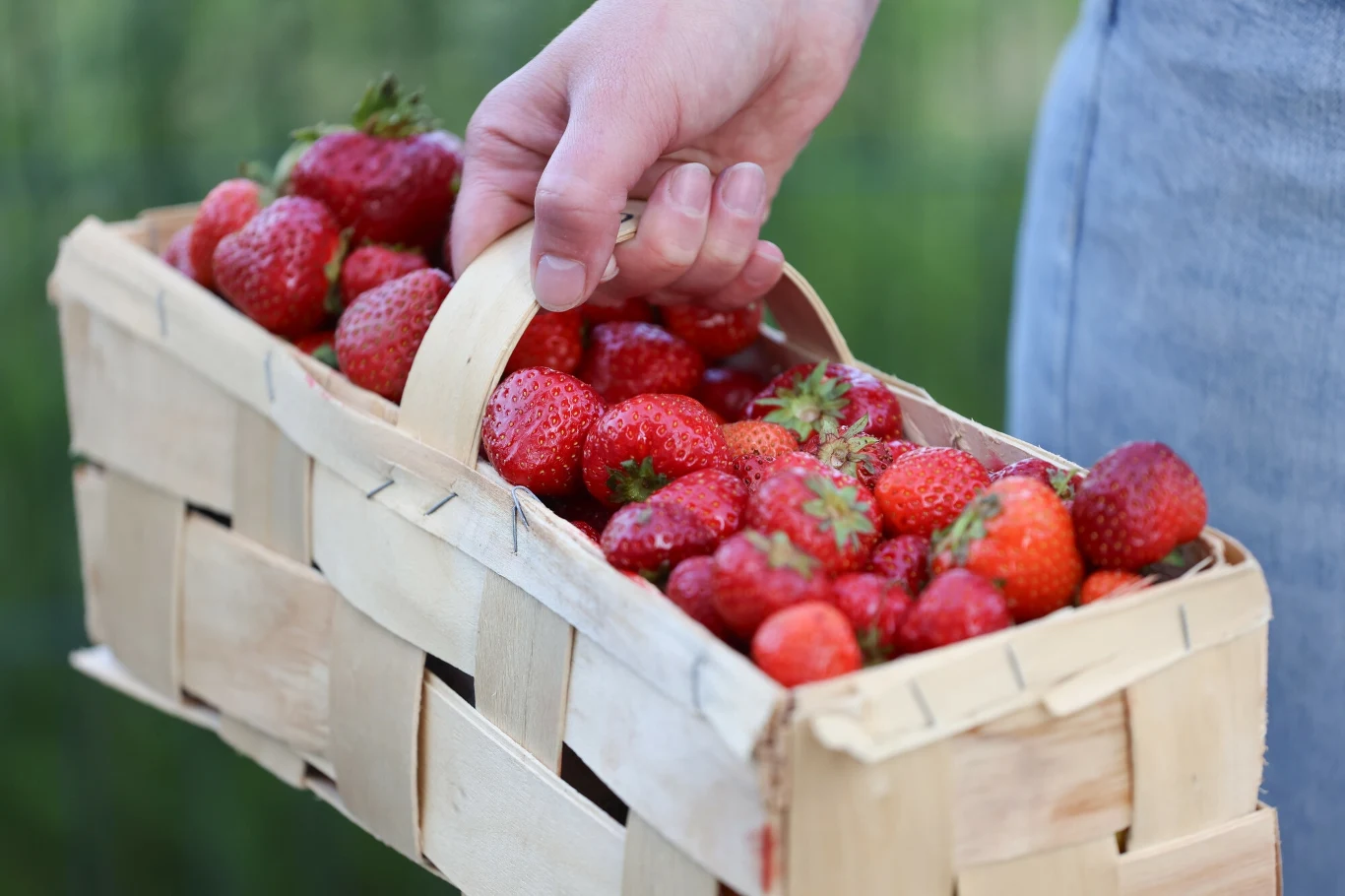 Koszyk świeżych truskawek trzymany w dłoni, owoce są dojrzałe i soczyste, otoczenie lekko rozmyte w tle.