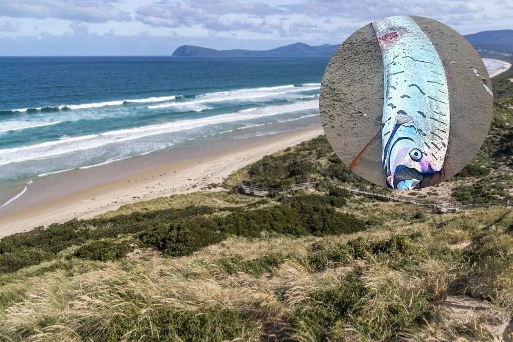 Na plaży w Australii znaleziono niezwykle rzadką rybę, zwaną "rybą zagłady" Na plaży w Australii znaleziono niezwykle rzadką rybę, zwaną "rybą zagłady"