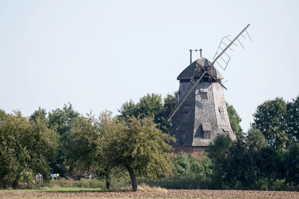 "Mała Holandia" zaprasza do odkrycia niderlandzkich zabytków architektury hydrotechnicznych i podcieniowych domów Stary drewniany wiatrak z ułamanymi skrzydłami stoi w otoczeniu zielonych drzew i pola, pod jasnym niebem.