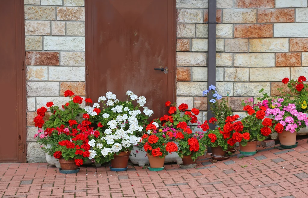 Kolorowe doniczkowe pelargonie ustawione wzdłuż ściany z cegieł przy metalowych drzwiach, kwiaty w intensywnych czerwonych, białych, różowych i fioletowych barwach kontrastują z tłem budynku.
