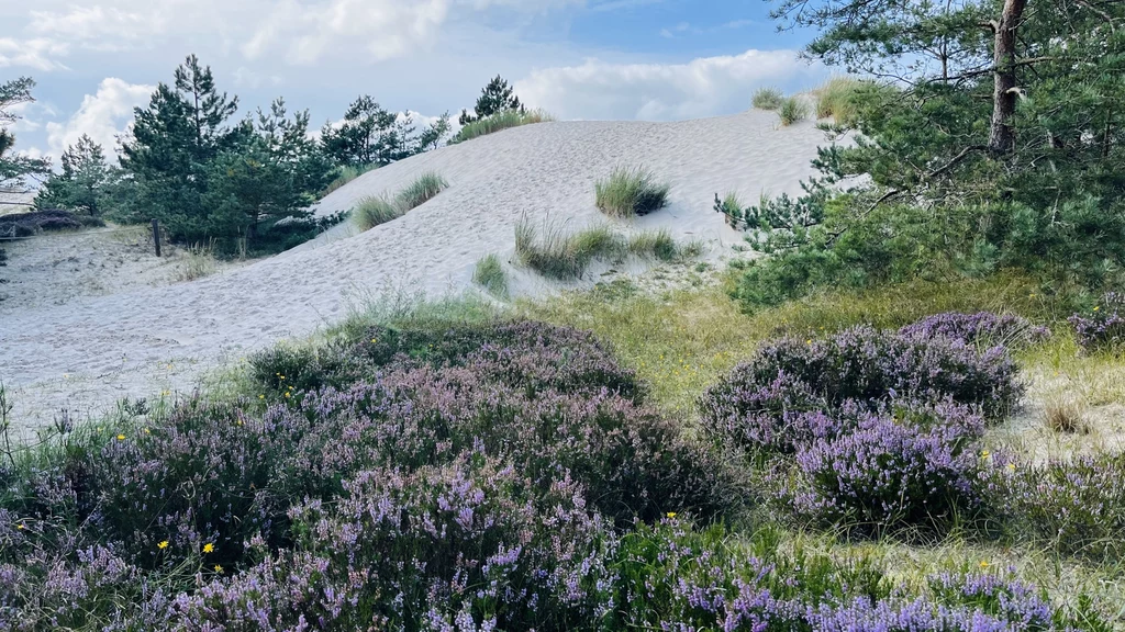 Słowiński Park Narodowy to ruchome wydmy, dzikie plaże i zachwycające lasy Piaszczysta wydma porośnięta trawami, otoczona przez wrzosy w fioletowym kolorze i sosny, wszystko pod jasnym, lekko zachmurzonym niebem.