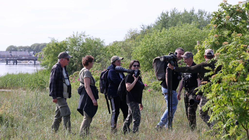 Ptasiarze podczas "weekendu rzadkości" na Helu Grupa osób z aparatami fotograficznymi i lornetkami obserwuje przyrodę na zielonym terenie w pobliżu rzeki, część z nich skupiona na jednym punkcie wśród roślinności.