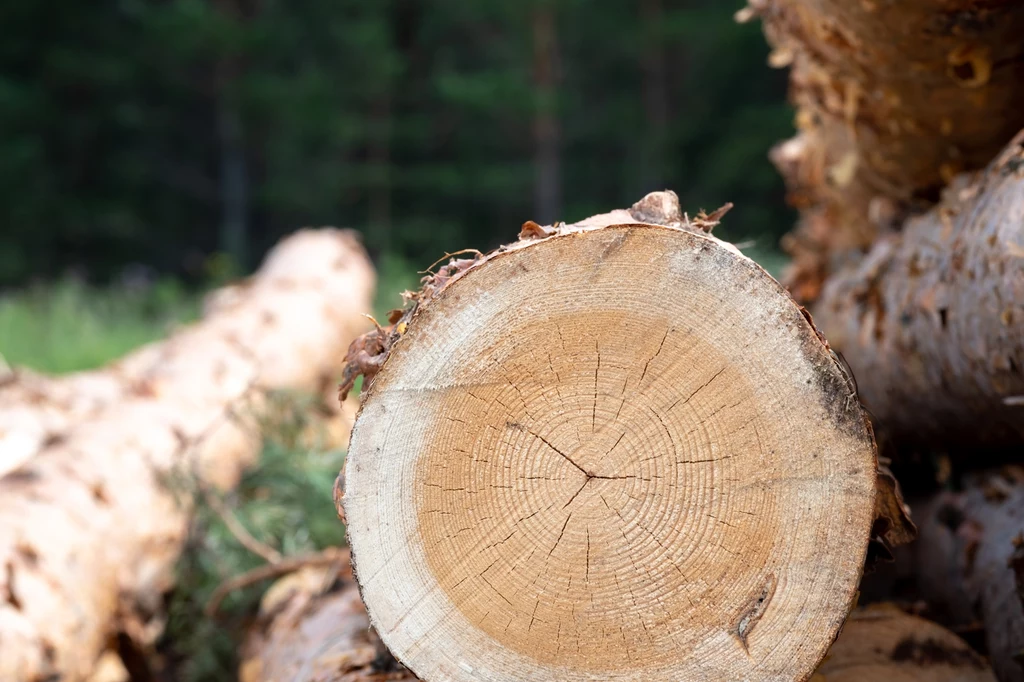 Organ, który dokonuje oględzin na działce z rośliną do ścięcia ma 14 dni na wniesienie sprzeciwu Organ, który dokonuje oględzin na działce z rośliną do ścięcia ma 14 dni na wniesienie sprzeciwu