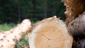 Historyczne parki pod topór? Przyrodnicy ostro o projekcie "Lex Brzoska"