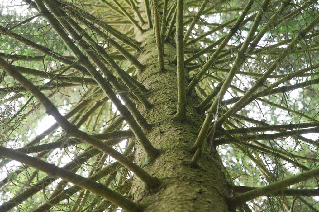 Podczas spaceru w arboretum Wirty można podziwiać gatunki drzew i krzewów z całego świata Pień wysokiego drzewa iglastego widziany z dołu, otoczony rozchodzącymi się regularnie gałęziami i otulony zielonymi igłami, światło słoneczne przenika przez koronę.