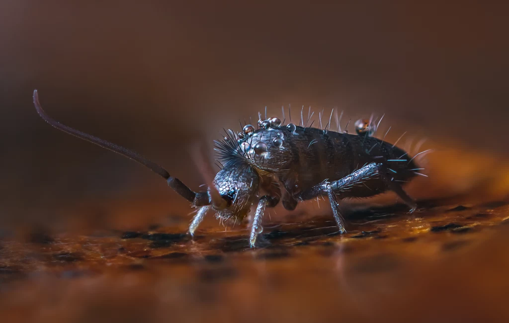 Skoczogonki, należące do rzędu Collembola, to maleńkie stawonogi Skoczogonki, należące do rzędu Collembola, to maleńkie stawonogi.