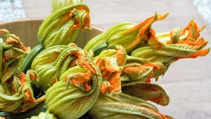 Nie dość, że jadalne, to jeszcze zdrowe. Kwiaty cukinii chrup, chcąc schudnąć i zbić cukier