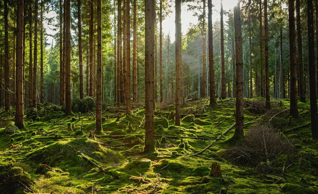Nasza wizja dawnych lasów Europy jest błędna Nasza wizja dawnych lasów Europy jest błędna