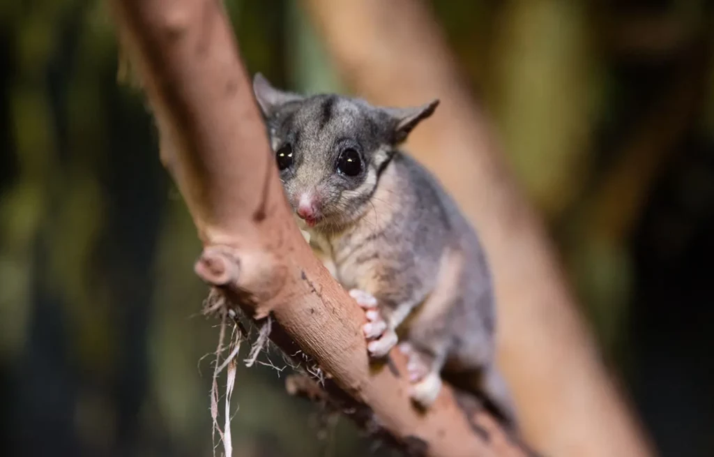 Lotopałanik dziuplowy odnalazł się na Górze Kościuszki - informują australijskie służby Lotopałanik dziuplowy odnalazł się na Górze Kościuszki - informują australijskie służby