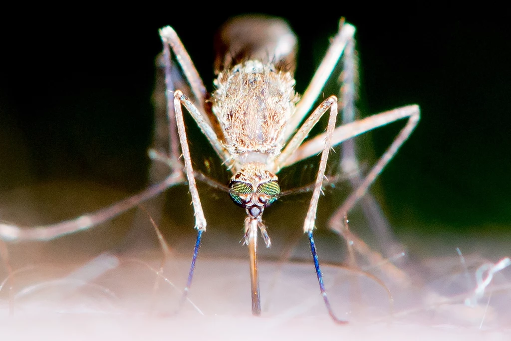 Zbliżenie komara siedzącego na powierzchni, jego nogi są rozstawione szeroko, a kłujka skierowana do przodu, wyraźnie widoczne zielonkawe oczy i detaliczna tekstura ciała owada.