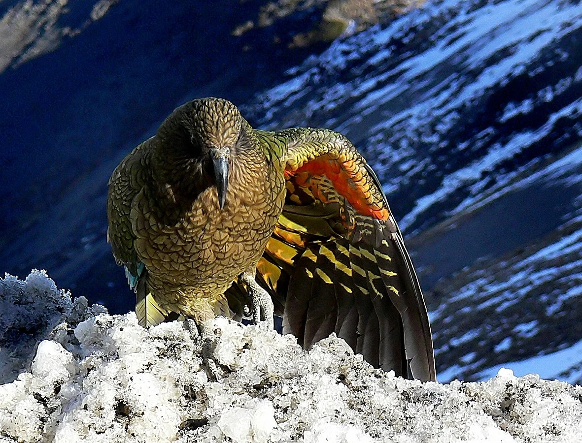 Kea