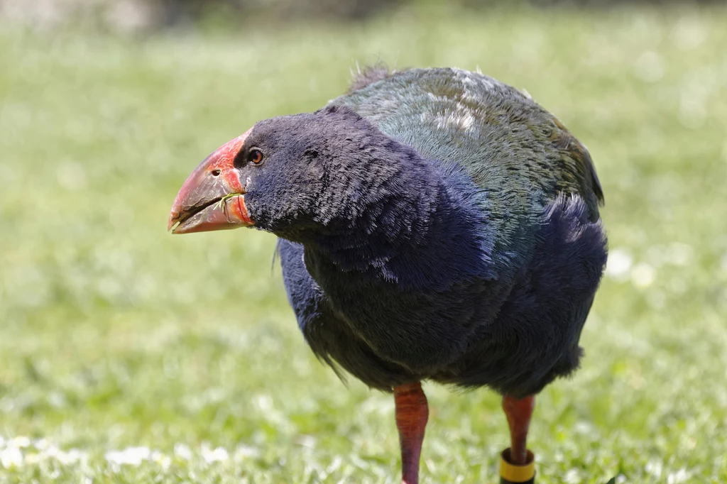 Takahe to wielki chruściel z Nowej Zelandii Takahe to wielki chruściel z Nowej Zelandii