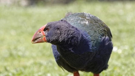 Takahe to wielki chruściel z Nowej Zelandii