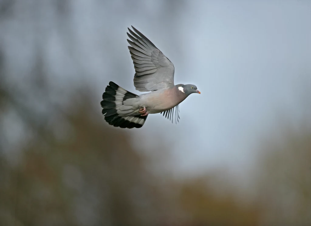 Grzywacz to największy polski gołąb, coraz liczniejszy Gołąb o rozłożonych skrzydłach leci w powietrzu na tle rozmytego, jasnego nieba i rozmazanych gałęzi drzew w tle.