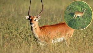 Jeden z najrzadszych ssaków sfotografowany w Kongu. Mało kto go widział