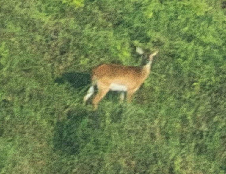 Sarna stojąca na trawie, otoczona zielenią, w słonecznym oświetleniu.