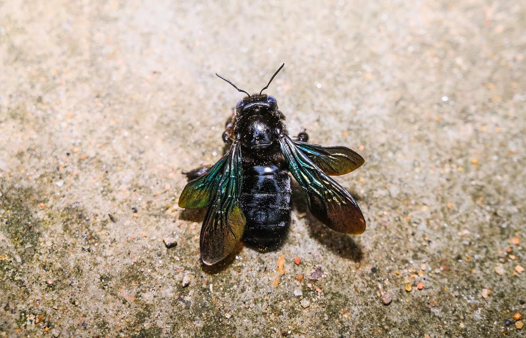 Zadrzechnia fioletowa (Xylocopa violacea) - czarna pszczoła Zadrzechnia fioletowa (Xylocopa violacea) - czarna pszczoła