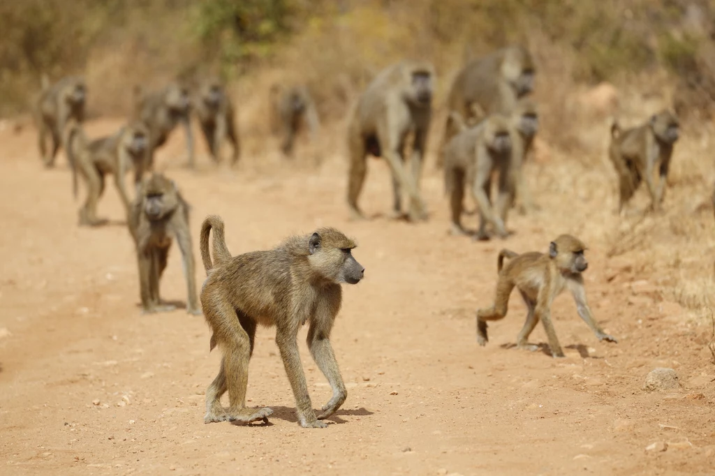 Grupa pawianów masajskich w parku Tsavo w Kenii Grupa pawianów masajskich w parku Tsavo w Kenii