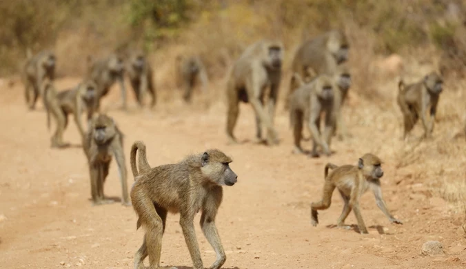 Grupa pawianów masajskich w parku Tsavo w Kenii