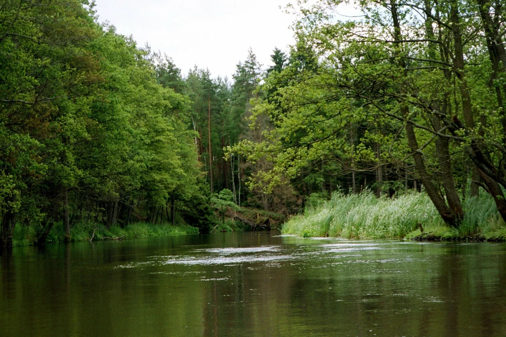 Meandrującą Wdę najlepiej podziwiać podczas spływu kajakowego Spokojna rzeka otoczona gęstym lasem i wysoką, zieloną trawą po obu stronach, lustro wody odbija otaczającą roślinność, w tle widoczne drzewa liściaste i iglaste.