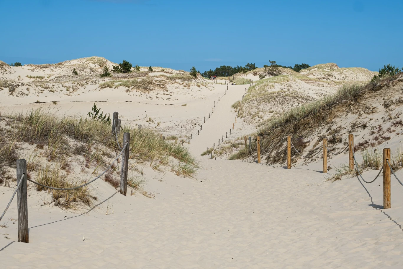 Piaszczysta ścieżka prowadząca przez wydmy porośnięte trawami, ograniczona drewnianymi palikami z rozciągniętymi linami, na tle niebieskiego, bezchmurnego nieba.