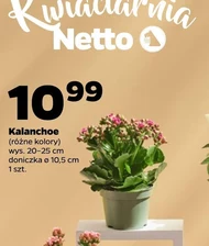 Каланхое Netto