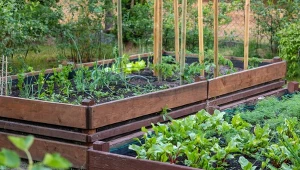 Czy wapnowanie gleby w ogródku ma sens?