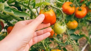 Tego nawozu używają najlepsi ogrodnicy. Ich pomidory są doskonałe 