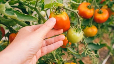 Naturalny nawóz do pomidorów, dzięki któremu zyskać obfite i dorodne plony. Z jakich składników go przygotować?