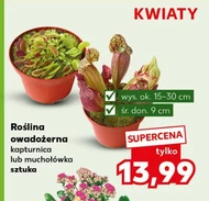 Комахоїдна рослина