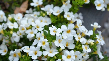 Bakopa to roślina, którą uprawia się na balkonie. 