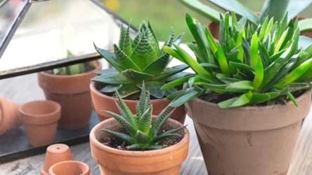 Kaktusy za grosze w Biedronce 