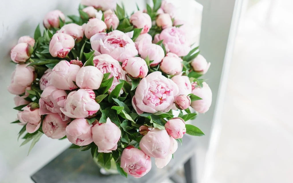 Peonie