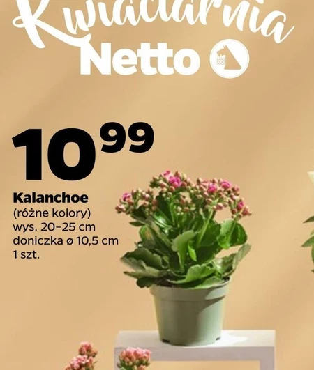 Каланхое Netto