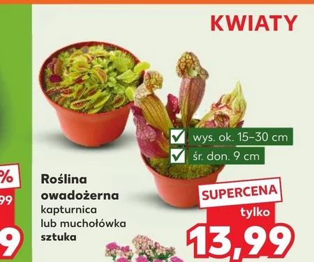 Roślina owadożerna