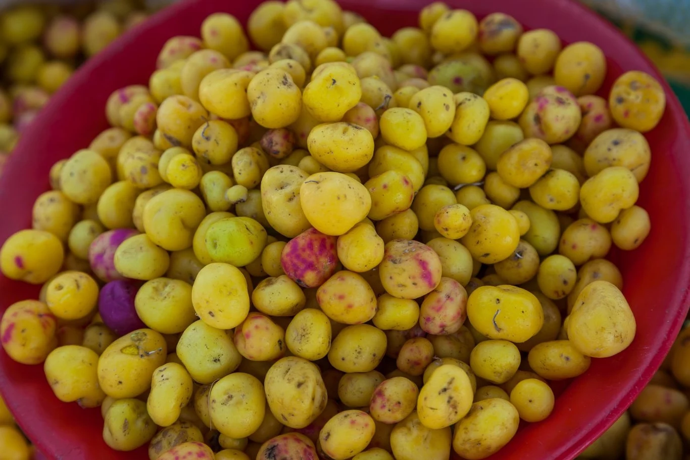 W Polsce ulluco nie jest jeszcze dobrze znane W Polsce ulluco nie jest jeszcze dobrze znane