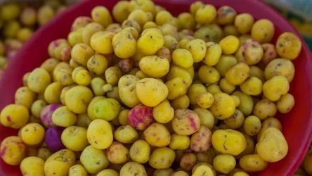 W Polsce ulluco nie jest jeszcze dobrze znane